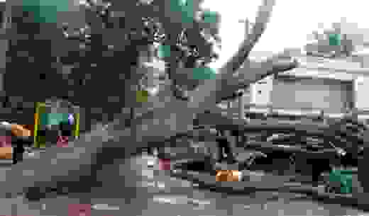 uproot 1